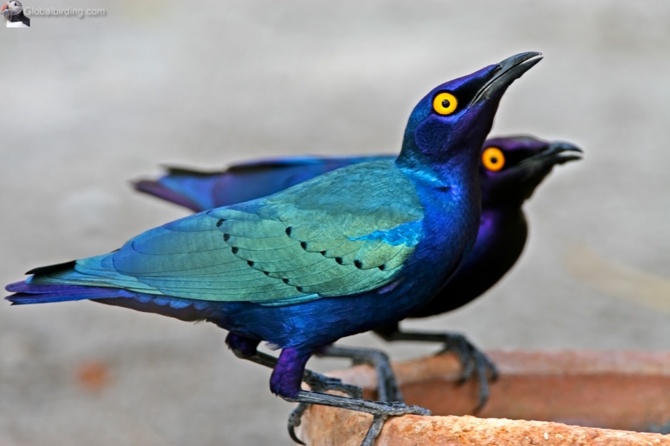 Meet Greater Blue-Eared Starling, Pinnacle Of Blue Beauty In Birds