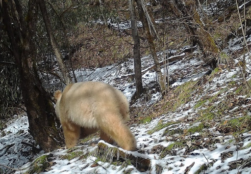 Extremely Rare Albino Panda Caught On Camera For The Very First Time In Southwestern China