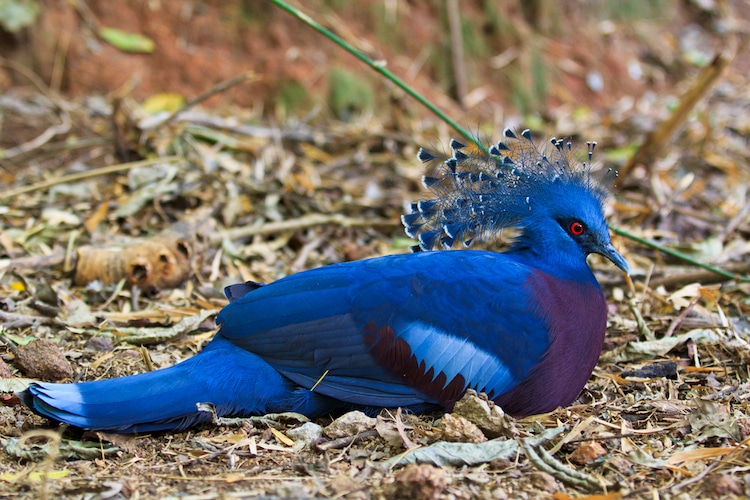 Royal 'Victoria Crown Pigeon' Is the World's Biggest and Most Attractive Pigeon (Photo Gallery)