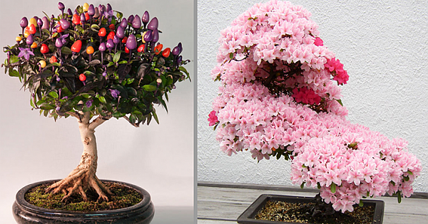 18 Of The Most Beautiful Bonsai Trees Ever