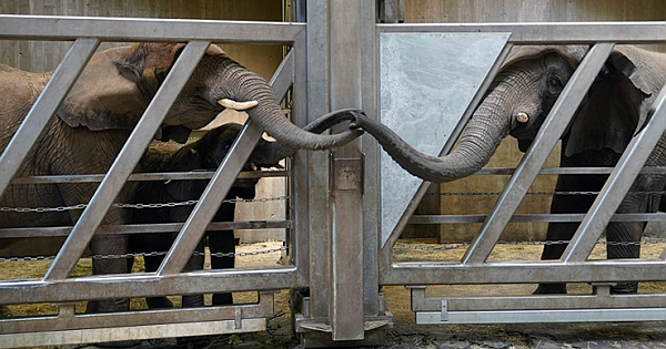 Adorable Moment Elephant Touches Trunks With Daughter And Granddaughters After 12 years' separation