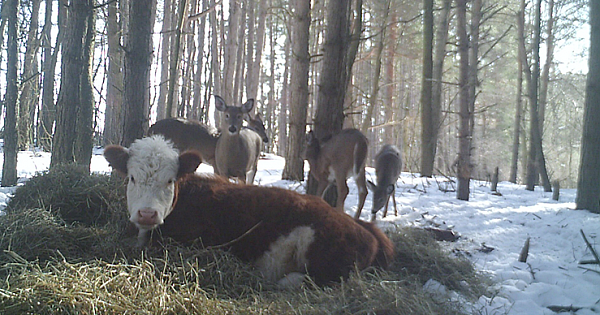 Baby Cow Escapes Slaughterhouse and Is Raised by Deer Family in Snowy Forest