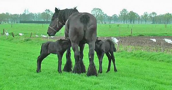 Beautiful Belgian Draft Horse Gives Birth To Rare Twin Foals (Gallery&Video)