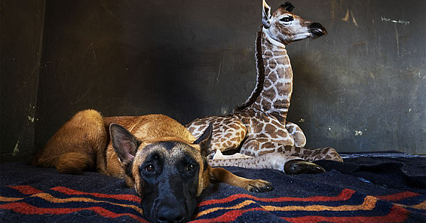 Beautiful Relationship Between Orphaned Giraffe And Guard Dog (Gallery&Video)