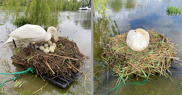 Becoming A Mother In An Unfortunate Event – Man Built A Raft To Save A Swan's Nest Of Eggs
