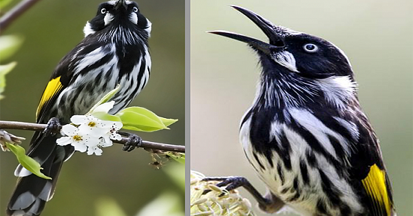 Black-Flecked Plumage With Yellow Patches On Wings, New Holland Honeyeater Becomes Standout In The World Of Birds (12 Photos)