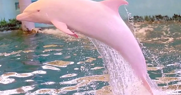 Boaters In Louisiana Spot A Very Rare Sight, Capture A Pink Dolphin Swimming In The Waters