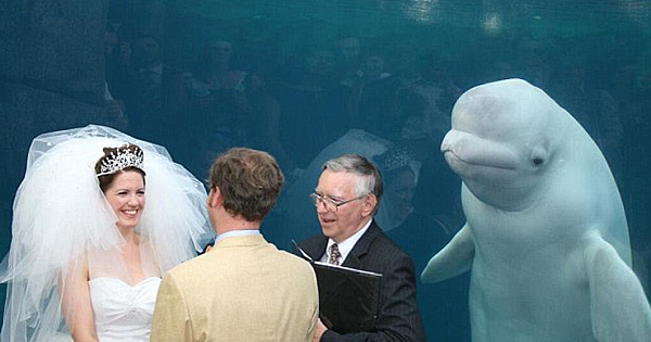 Curious Beluga Whale Jumped In To Surprise A Wedding Couple With The Best Photobomb (Gallery&Video)