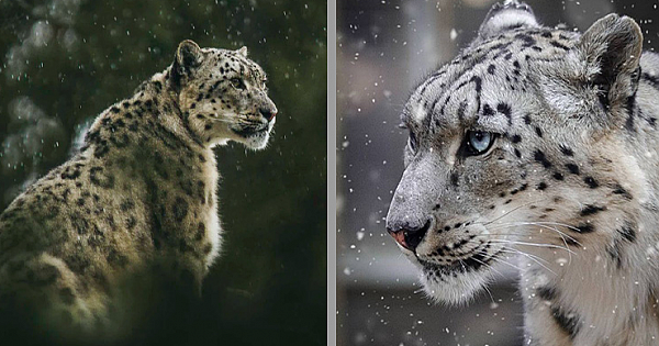 Despite Its Fierce Appearance, The Snow Leopard Is The Shyest One Among All The Big Cats