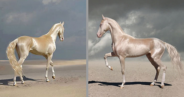 Dubbed The "World's Most Beautiful Horse", The Akhal-Teke Is A Shiny Creature You Can Hardly Forget