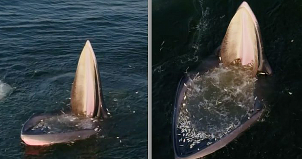 Eden Whale's Trap – Extraordinary Footage Captured On Camera (Video)
