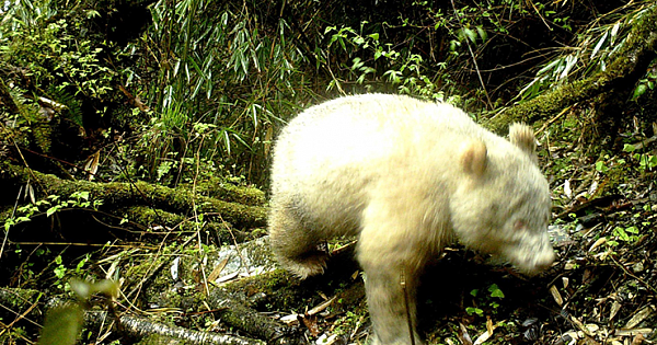 Extremely Rare Albino Panda Caught On Camera For The Very First Time In Southwestern China