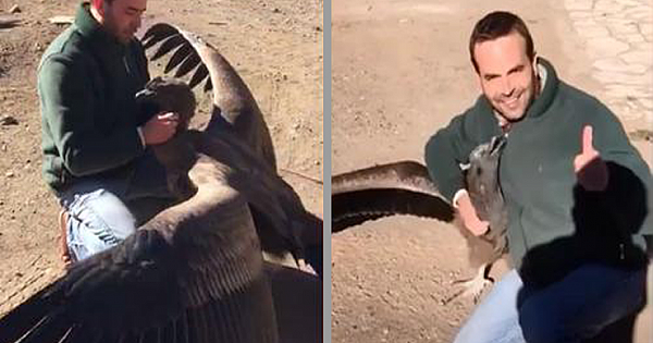 Giant Condor Bird Regularly Visits Man Who Rescued Her As A Chick With Hug