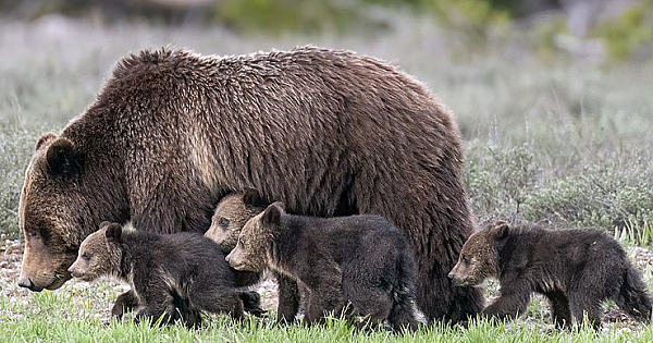 Grizzly Bear 'Super Mom' Gives Birth To Her 17th Cub Despite Her Old Age