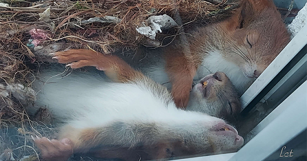 Guy Spots The Most Adorable Little Squirrels Napping Just Outside His Window