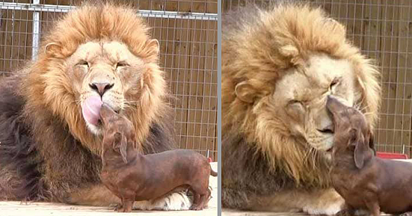 Huge 500lb Lion Befriends 11lb Miniature Dachshund, And They Become Inseparable