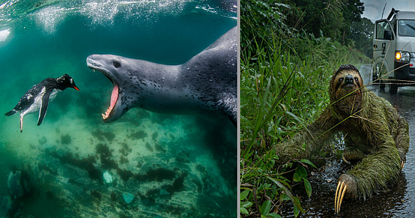 Incredible Finalist Images From the 'BigPicture Natural World Photography Competition 2021' Displays the Best of Nature