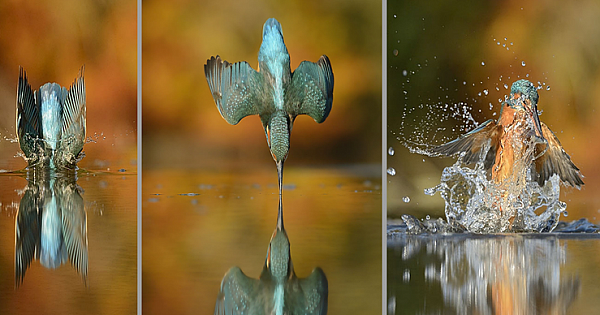 Incredible Kingfisher Photo Took 6 Years And 720,000 Attempts