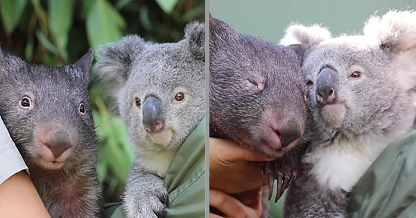 Koala And Wombat Share An Amazing Friendship That Wows Zookeepers