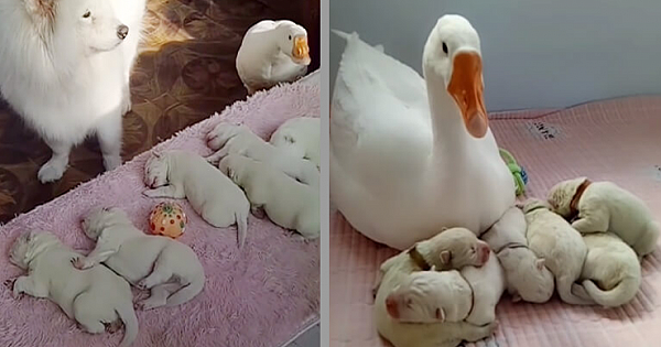 Lovely Goose Becomes The Proud Nanny Of Her Bestie's Puppies