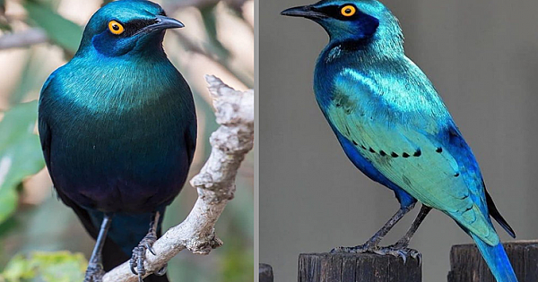 Meet Greater Blue-Eared Starling, Pinnacle Of Blue Beauty In Birds