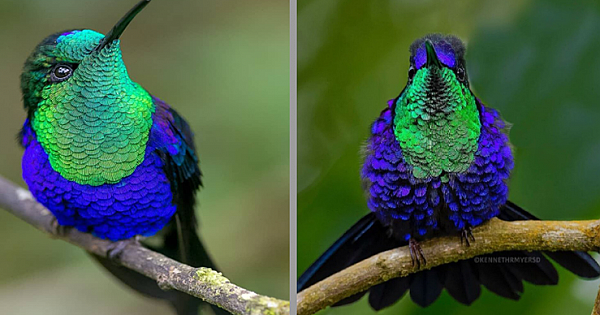 Meet The Crowned Woodnymph, An Exquisite Tiny Bird With Shimmering Iridescent Blue And Green Plumage