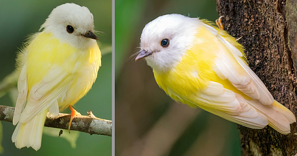 Meet The Leucistic Pale yellow Robin, There Is One Variation That Is Quite Simply Outstanding (10 Pics)