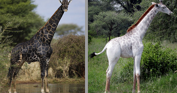 Meet The White And Black Giraffes, The Worlds Rarest Animals (9 Pics)