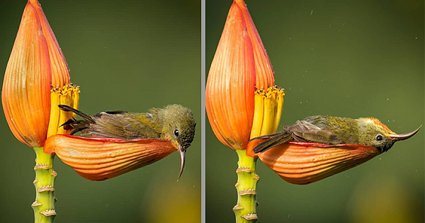Photographer Captures Tiny Bird Using A Flower Petal As Her Bathtub