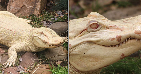 Rare Albino American Alligator Shows Up At Roger Williams Park Zoo As Their Newest VIP Guest