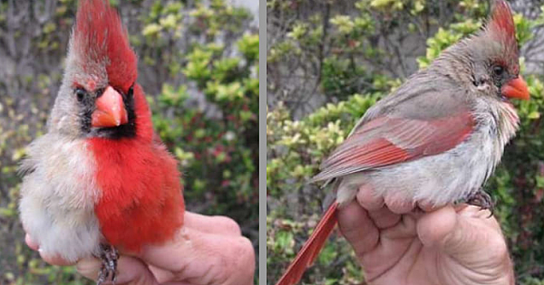 Rare Genetic Anomaly Gives This Bird An One-In-A-Million Appearance