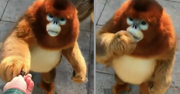 Rare Golden Snub-nosed Monkey Caught On Camera Eating Berries Out Of A Person's Hands