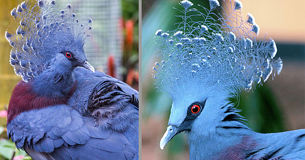 Royal 'Victoria Crown Pigeon' Is the World's Biggest and Most Attractive Pigeon (Photo Gallery)