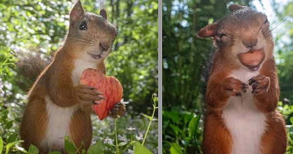 Swedish Wildlife Photographer Captures Intimate Photos Of Curious Red Squirrels (Photo Gallery)