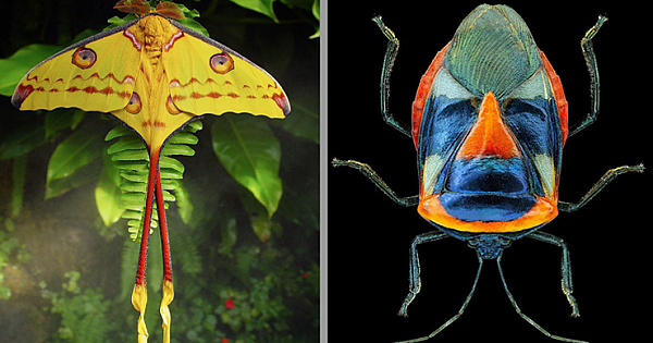 The World's 10 Most Incredible Insects: Photos Of Butterflies, Beetles, And More