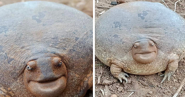 This Incredible Frog is so Huge That People are Having Issues Believing it's Existing
