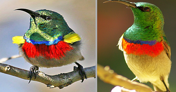"Tiny Beauty", Southern Double-collared Sunbird Is A Star Of The Forest (8 Photos)