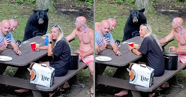 Wild Black Bear Casually Joins Family Picnic And Demands PB&J Sandwiches