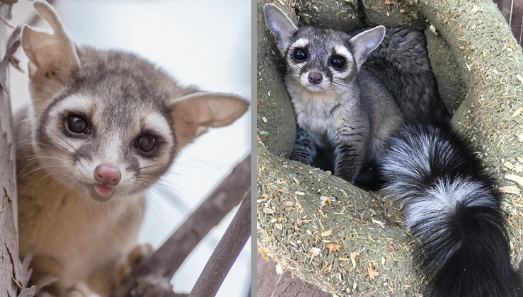 Ringtail Cats, The "Cutest Animal In North America" That You've