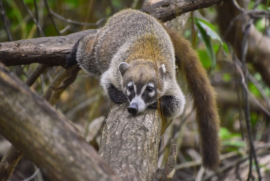 29 Adorable Creatures That Are Unique To Latin America