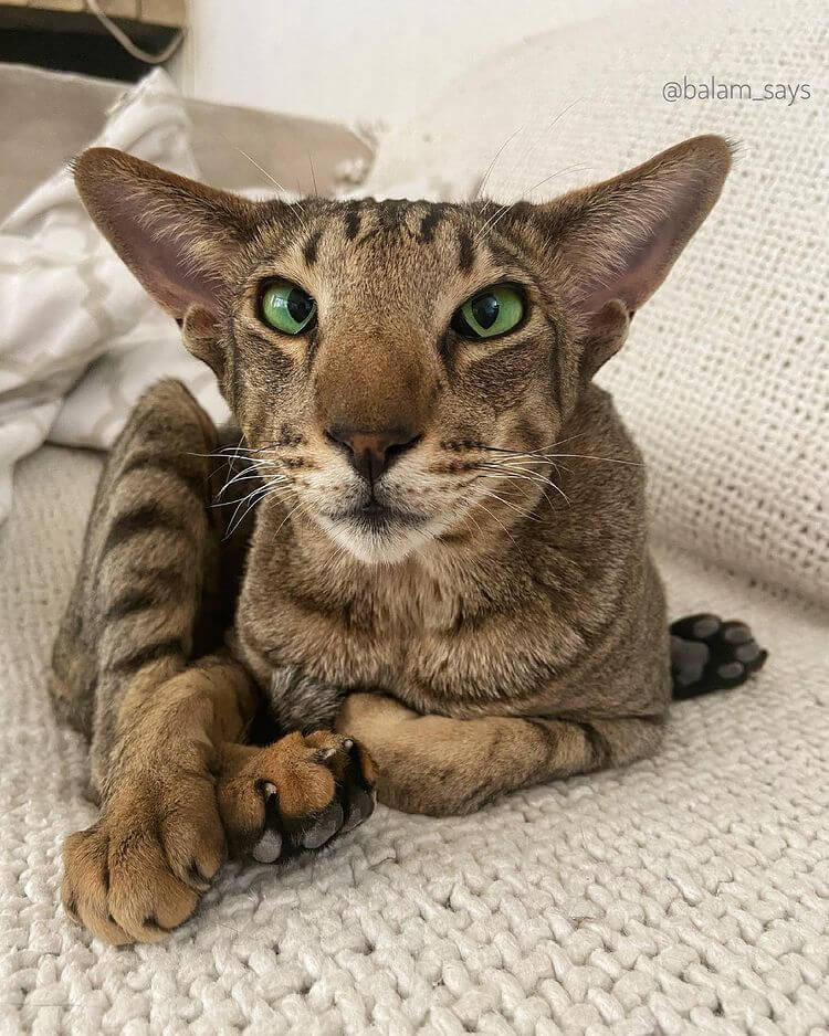 This Cat Is Using His Unique Voice To Help Many Animals In Need