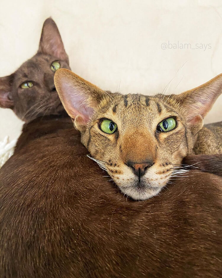This Cat Is Using His Unique Voice To Help Many Animals In Need