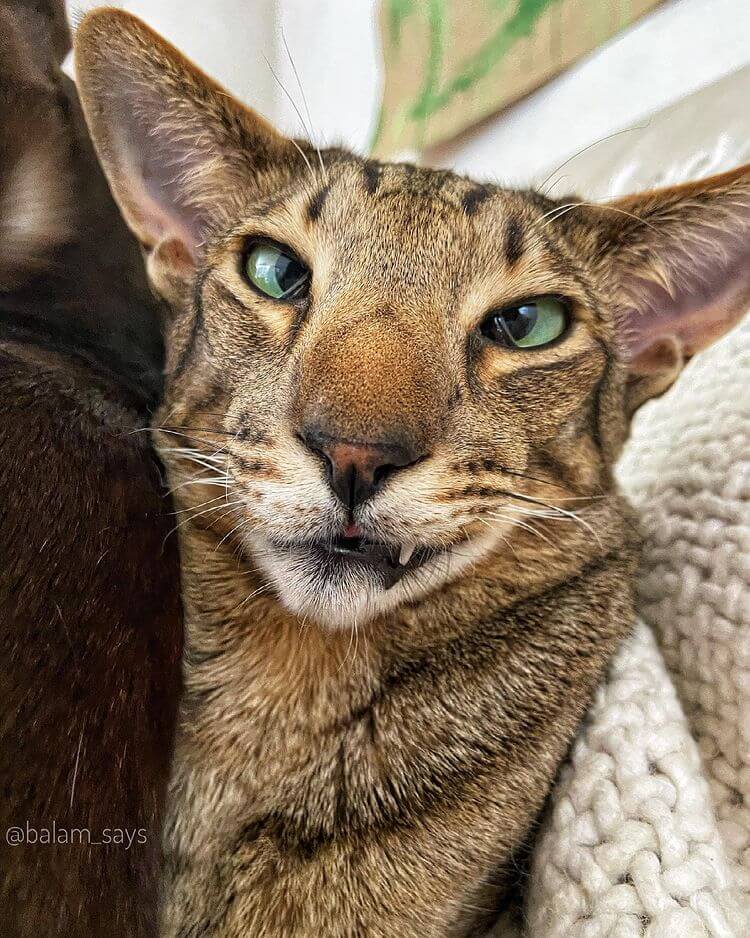 This Cat Is Using His Unique Voice To Help Many Animals In Need