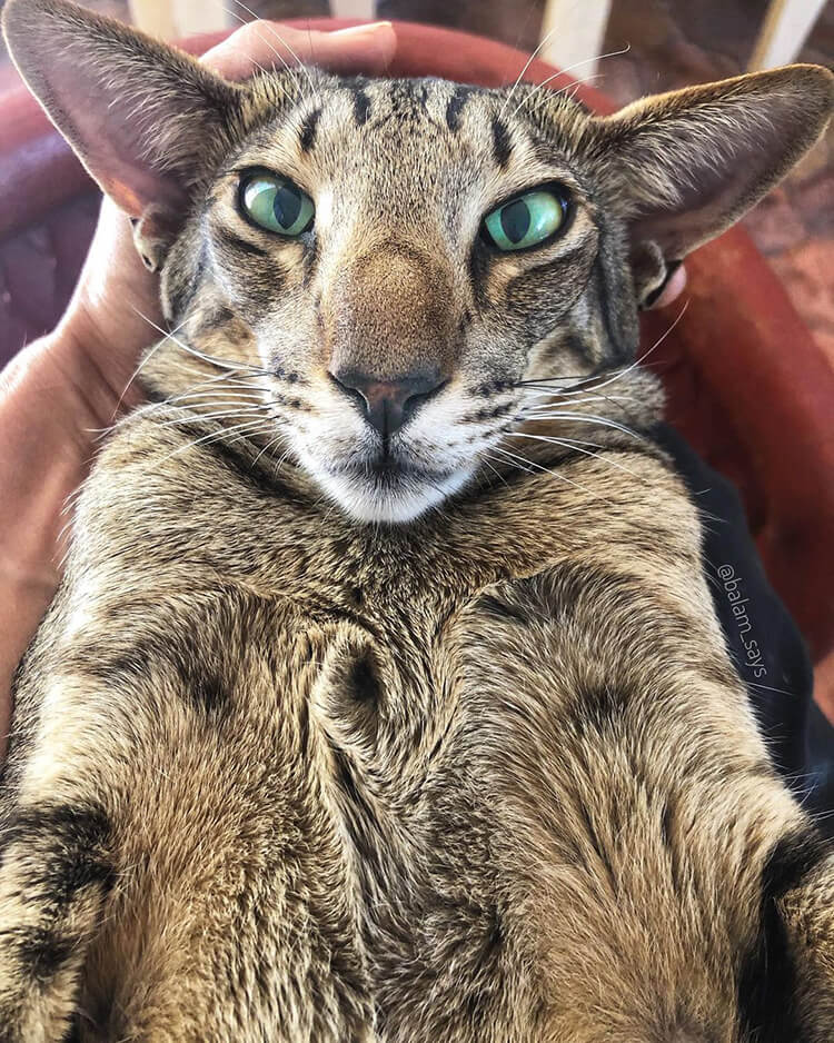 This Cat Is Using His Unique Voice To Help Many Animals In Need