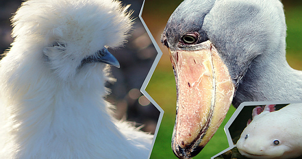 17 Slightly Odd Creatures I Thought You Must Be Aware Of
