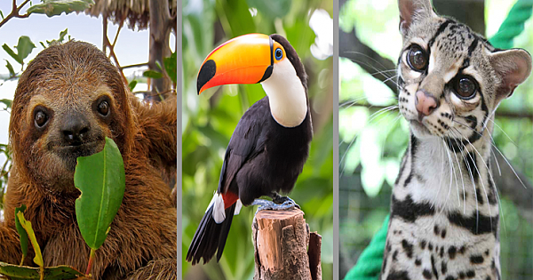 29 Adorable Creatures That Are Unique To Latin America