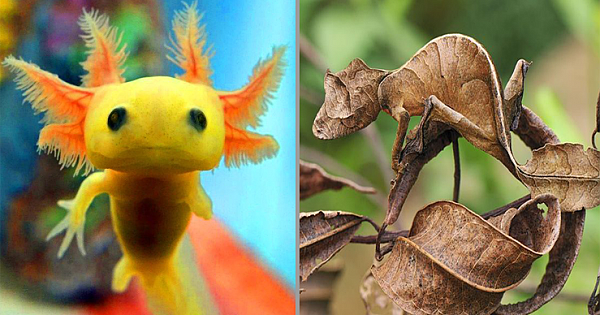 50 Rare Creatures That Are Almost Too Weird to Actually Exist
