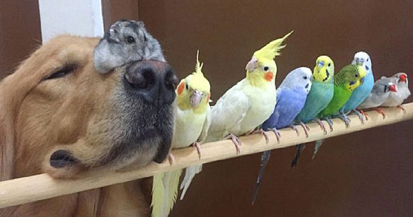 A Golden Retriever, A Hamster And 8 Birds Are Best Friends And Live In Harmony (23 Pics)