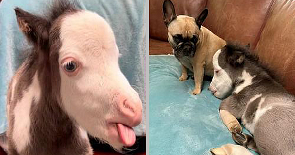 Abandoned & Disabled Miniature Horse Now Lives Indoors With 3 Dog Best Friends