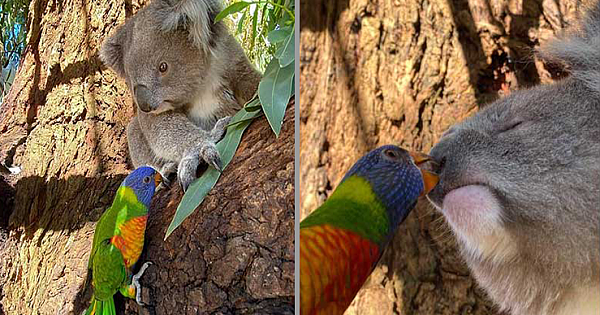 Adorable Footage Of A Rainbow Lorikeet Kissing A Rescued Koala